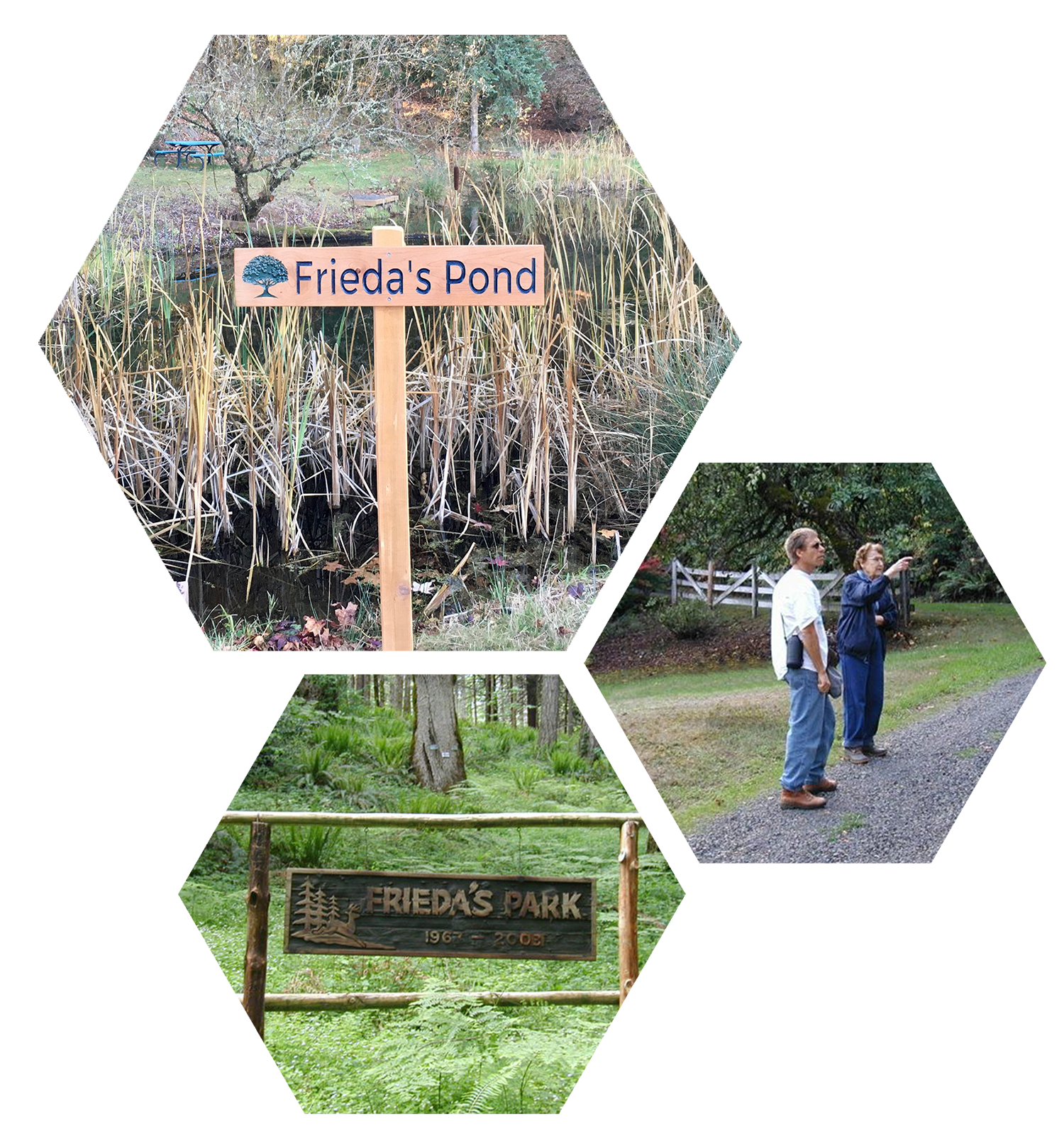 A collage of Frieda's Pond, Freida's Park, and Frieda Miller