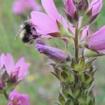 A bee nectaring on a pink flower.