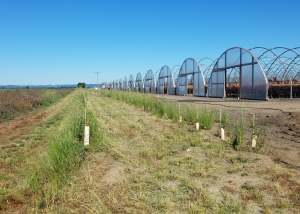 Young hederow planted on a field edge.