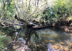 Stream with Ample Shade