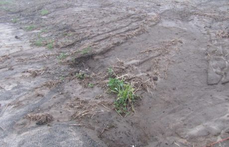 Sheet and rill erosion can cause massive amounts of soil loss.