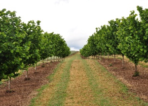 Cover cropping in young hazelnut orchards prevents soil erosion