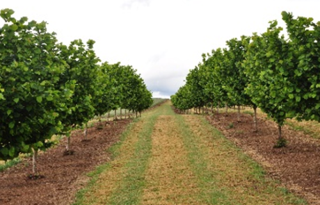 Cover cropping in young hazelnut orchards prevents soil erosion