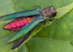 Emerald Ash Borer adult beetle