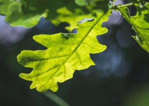 A green Oak Leaf