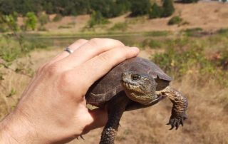 Person holding turtle in wetland