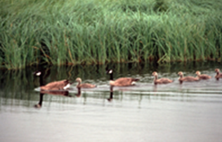 Wetlands with geese
