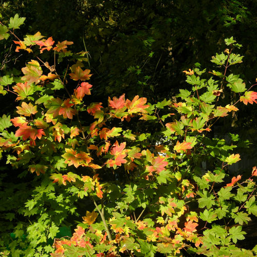 Vine maple branches and leaves seen from a few feet away; some of them are beginning to turn red for fall but most are green.