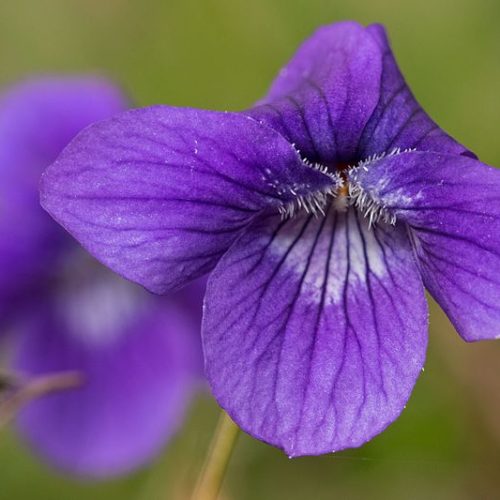 A closeup of two early blue violet flowers.