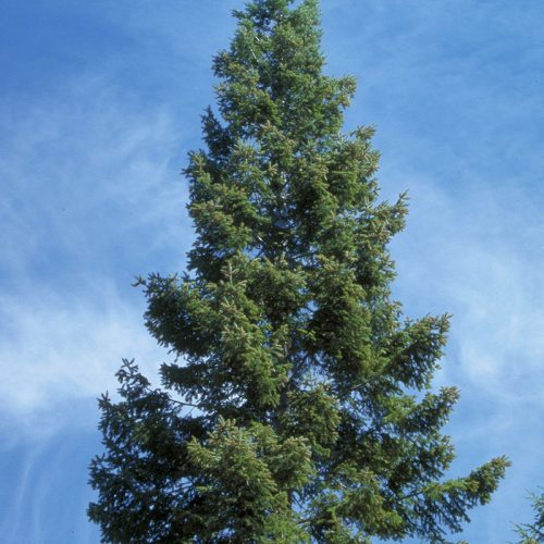 A full grand fir tree is seen against a blue sky.