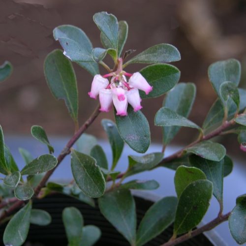 Kinnikinnick flowers on a branch with dark green leaves.