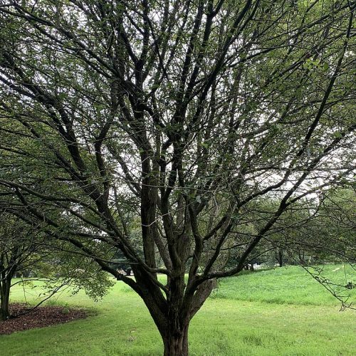 Malus Fusca Crab Apple tree