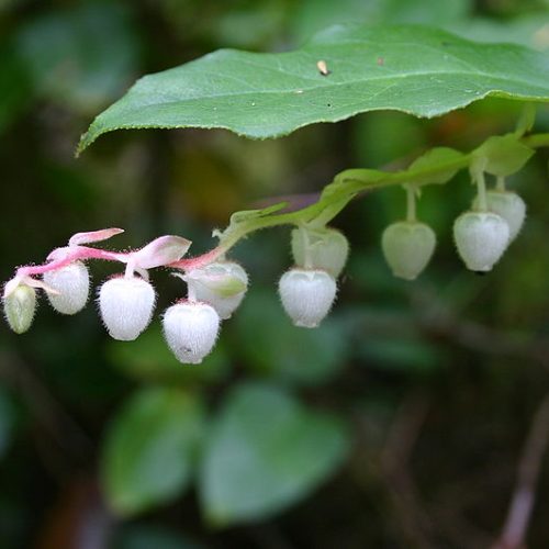 Salal flowers and leaves.