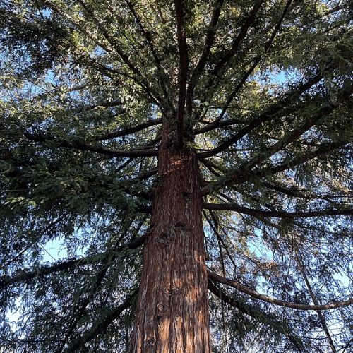 Coastal Redwood - Sequoia sempervirens - full grown tree, view from the base