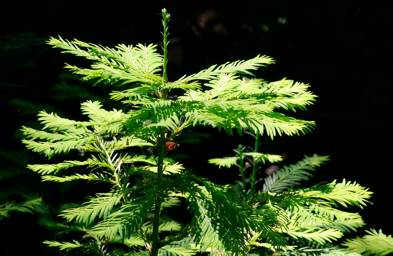 Coastal Redwood - Sequoia sempervirens - not fully mature green tree