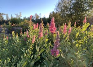 Western Spirea - Spiraea douglasii - in a clump of grass, with pink blooms.