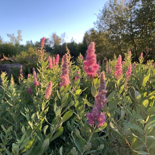 Western Spirea - Spiraea douglasii - in a clump of grass, with pink blooms.