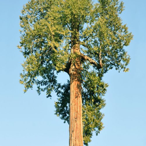 A western red cedar tree seen from a distance, against a blue sky.