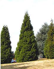 Western Red Cedar nwplants A full western red cedar tree, with other trees and a gray sky in the background.