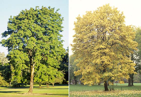 Bigleaf Maple - Bare Root - Image 10