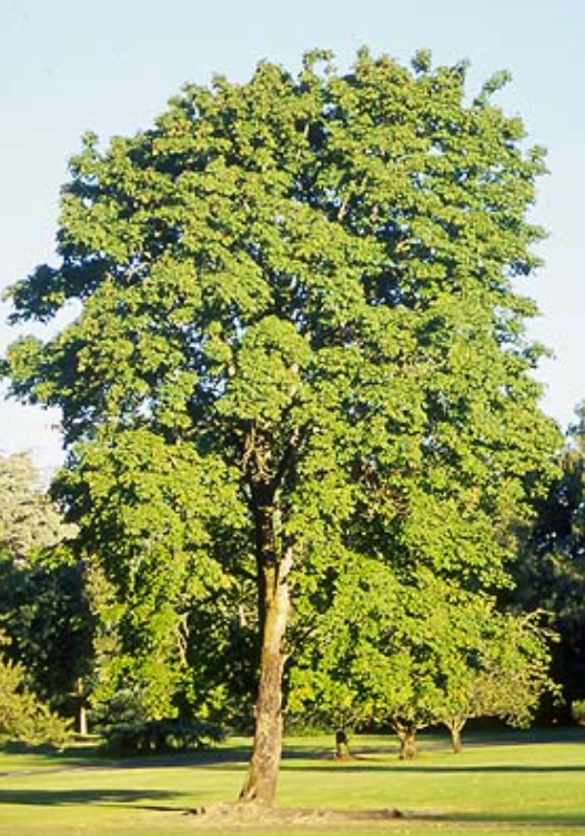 Bigleaf Maple - Bare Root - Image 2