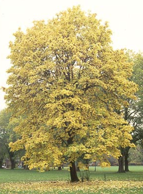 Bigleaf Maple - Bare Root - Image 9