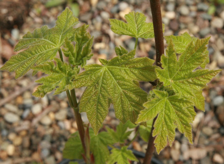 Bigleaf Maple - Bare Root - Image 4