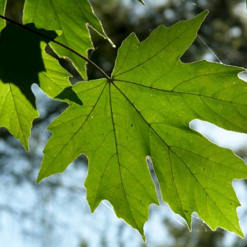 A closeup photo of a green bigleaf maple leaf.