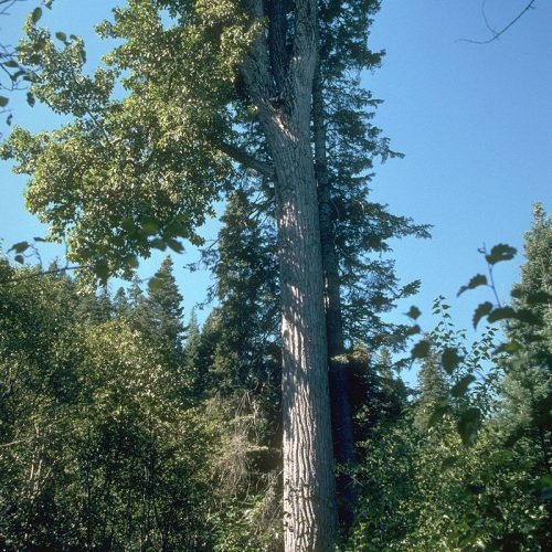 A black cottonwood tree is seen against a blue sky and shorter green plants.