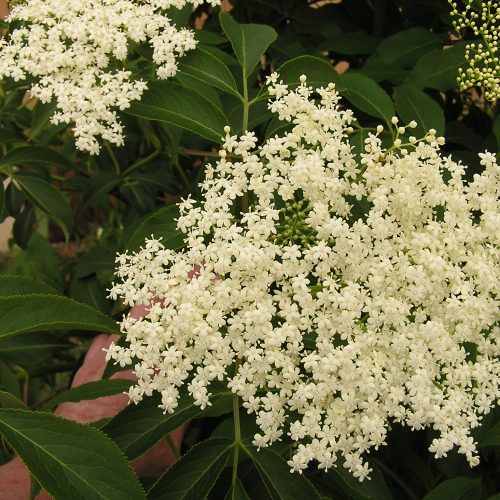 A blue elderberry flower cluster.