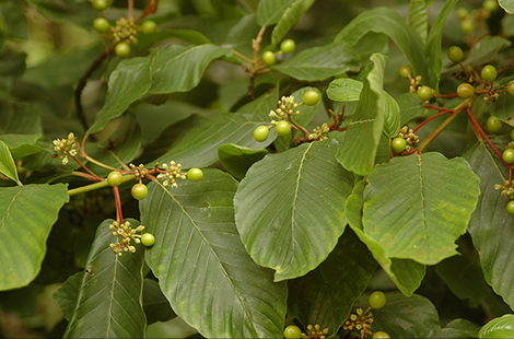 Cascara - Bare Root - Image 3