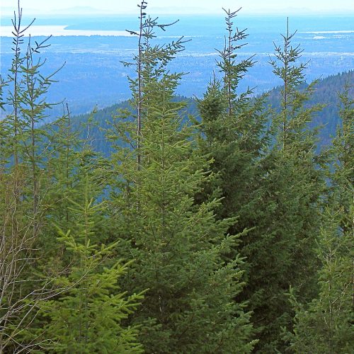 A stand of douglas firs against a blue background.