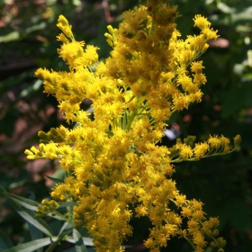 A canada goldenrod in bloom, in a shaded area.