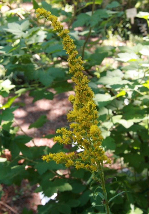 A Canada goldenrod in bloom, in dappled shade, with other plants' leaves nearby.