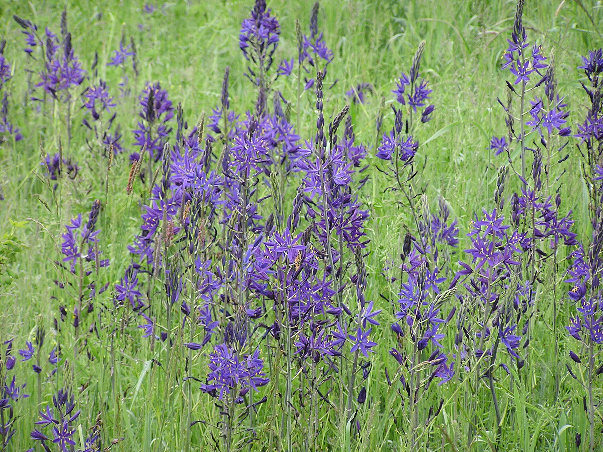 Great Camas - Bulb (10 Pack) - Image 3