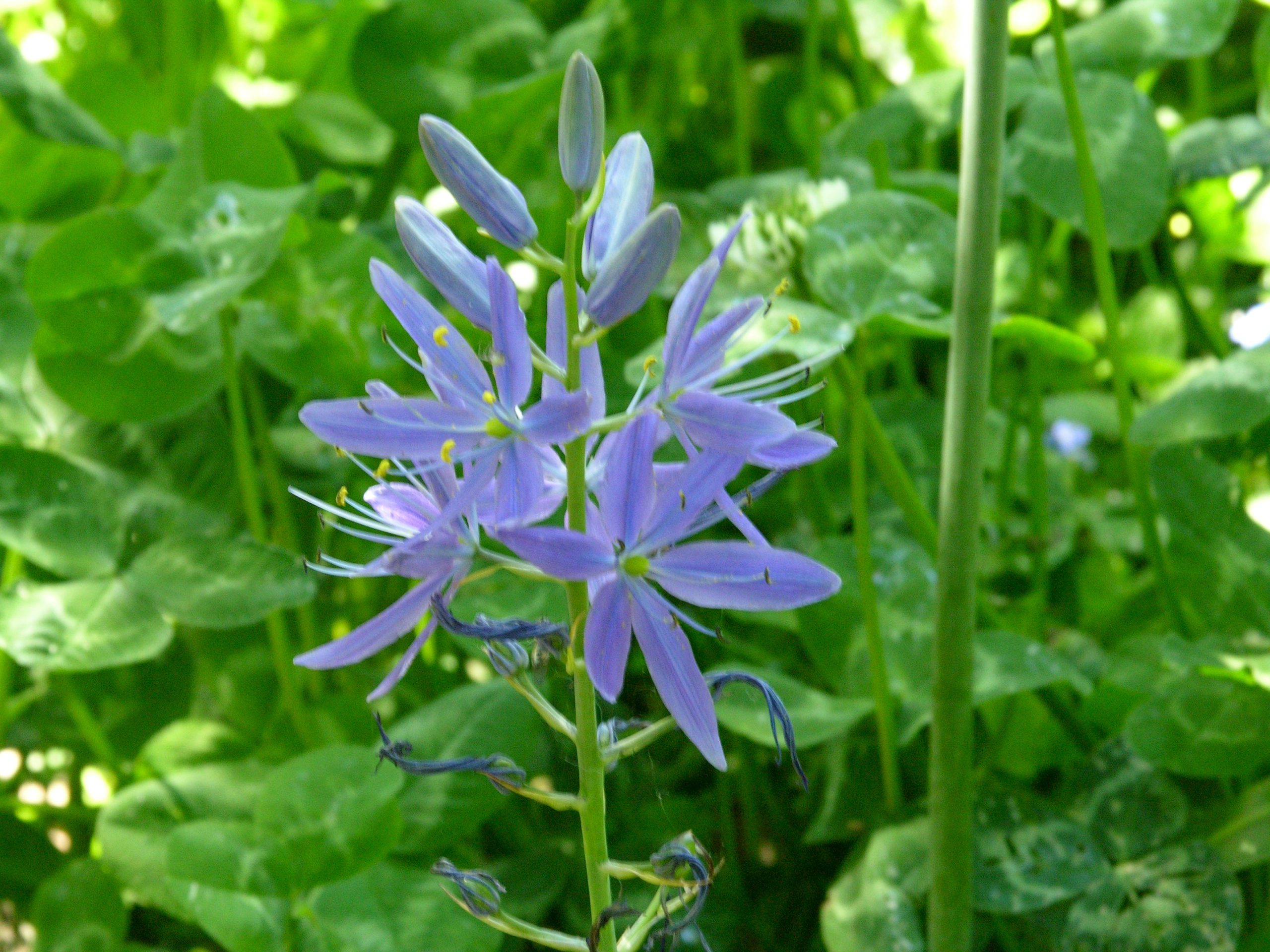 Great Camas - Bulb (10 Pack) - Image 4
