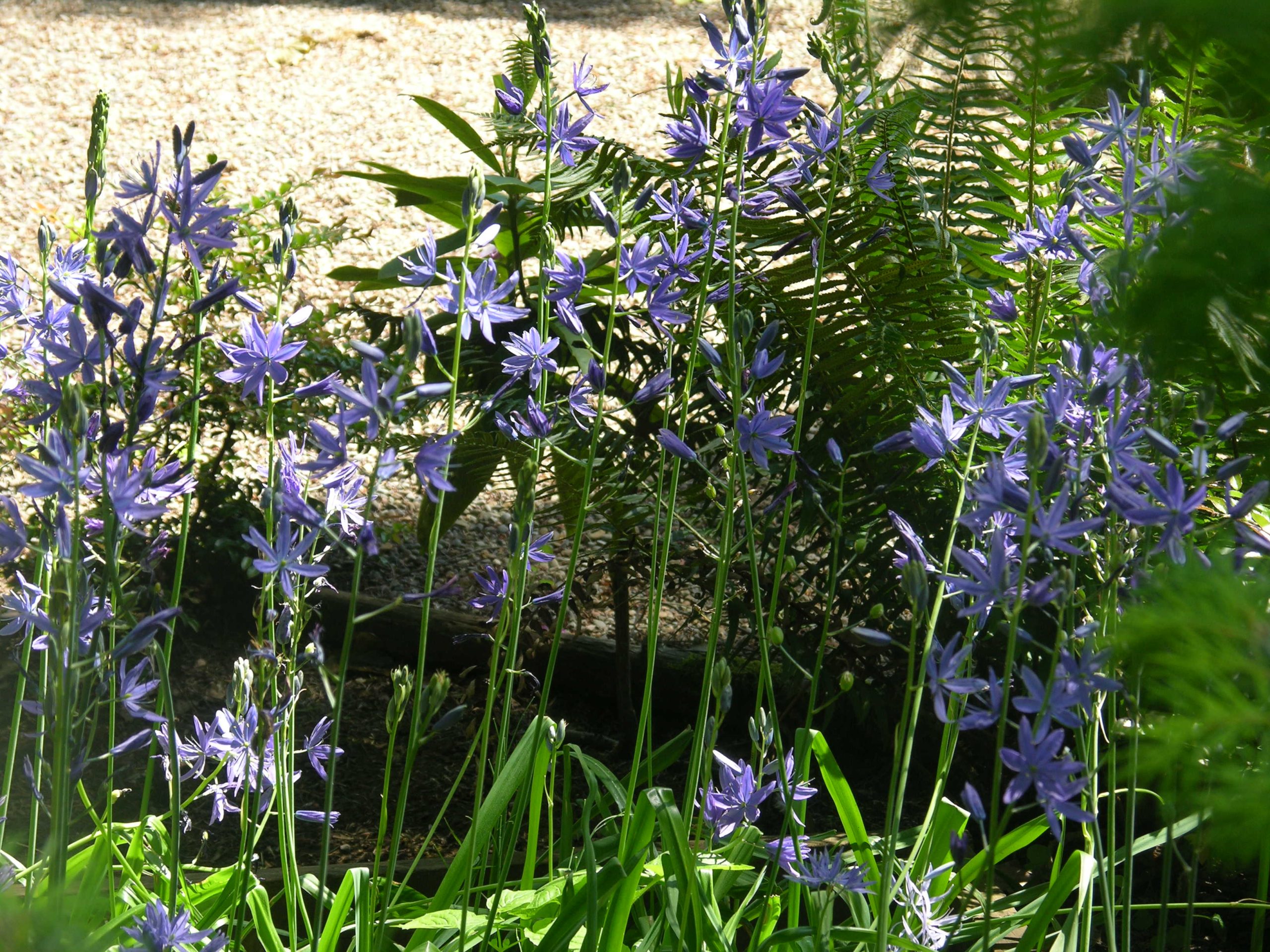Great Camas - Bulb (10 Pack) - Image 2