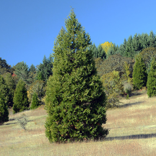 An incense cedar tree in front of a forested background and blue sky, on a hillside.