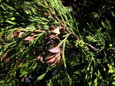 A branch of incense cedar with seed pods.