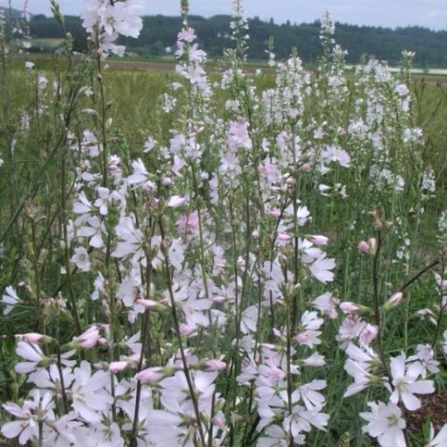 A field of blooming meadow checkmallow.