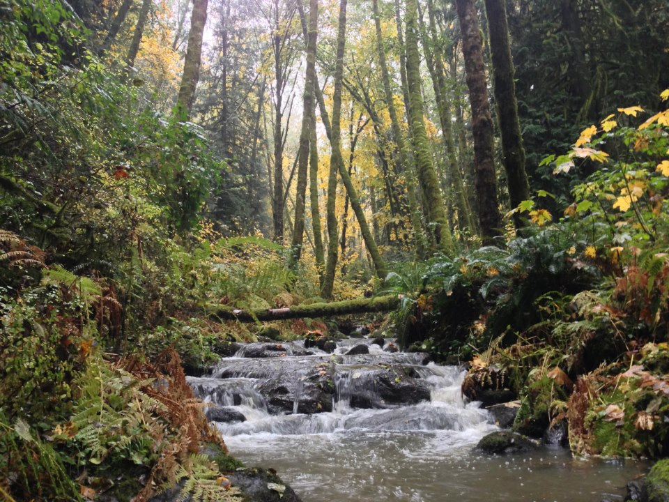 A stream with tall trees and a small waterfall