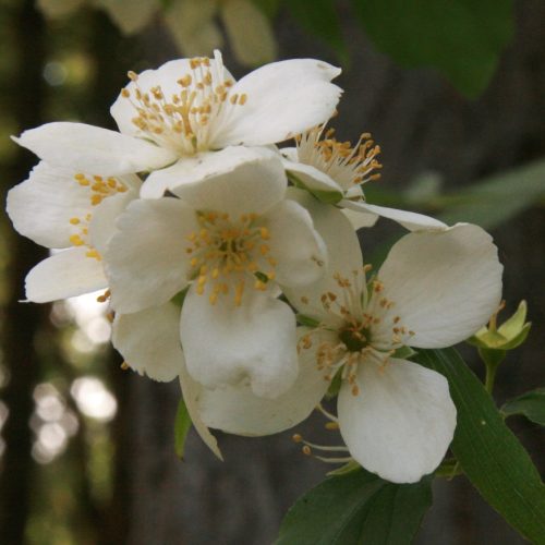 A cluster of white mock orange flowers.