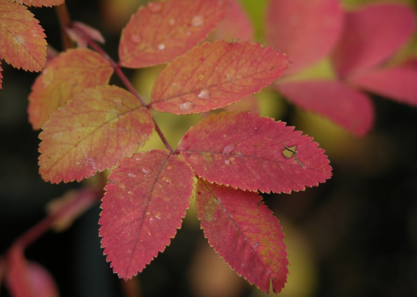 Nootka rose foliage turns reddish-orange in the fall.
