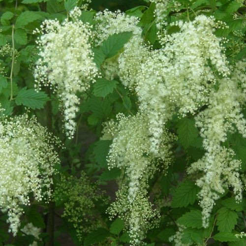 Cascading white blooms against green leaves.