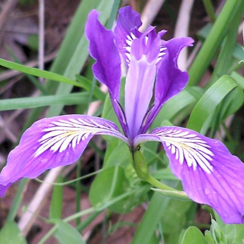 An Oregon Iris in bloom, with grassy leaves behind it.