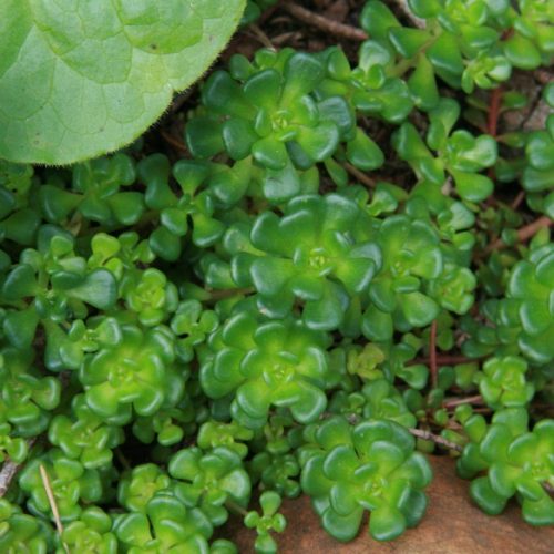 Image of green Oregon Stonecrop.