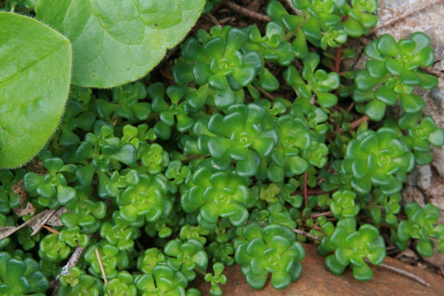 Image of green Oregon Stonecrop.