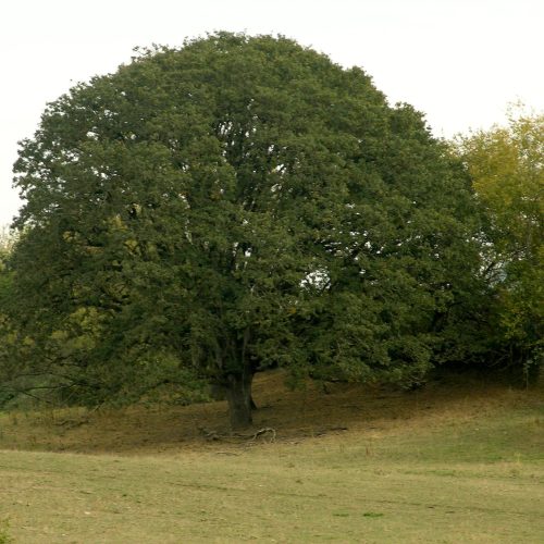 A full white oak seen from a distance. It has a characteristic "mushroom" shape, with dark green leaves. It is growing in lighter green grass and has a gray sky behind.