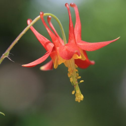 A single red columbine flower.