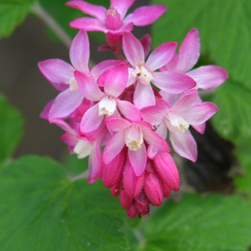 A close up of red flowering currant flowers, which have five petals and color that is a deeper pink towards the outside edge and nearly white in the center.